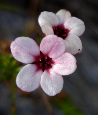 Adenandra